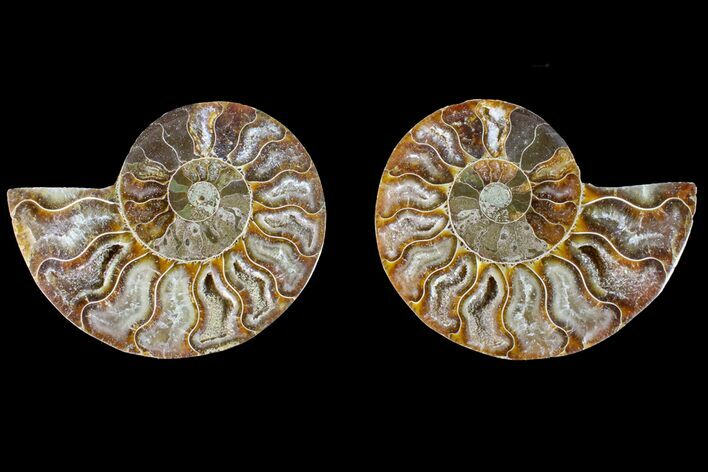 Agatized Ammonite Fossil - Crystal Filled Chambers #145997